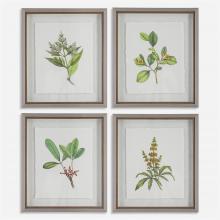 Uttermost 41461 - Wildflower Study Framed Prints, S/4